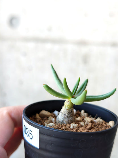 【現品限り】チレコドン・レティキュラータス 万物想 実生【N35】 Tylecodon reticulatus