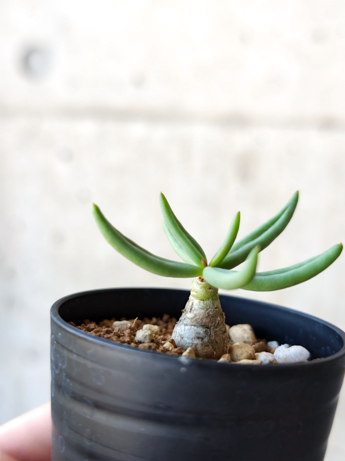 【現品限り】チレコドン・レティキュラータス 万物想 実生【N35】 Tylecodon reticulatus