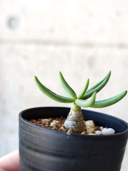 【現品限り】チレコドン・レティキュラータス 万物想 実生【N35】 Tylecodon reticulatus