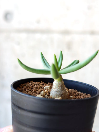 【現品限り】チレコドン・レティキュラータス 万物想 実生【N35】 Tylecodon reticulatus