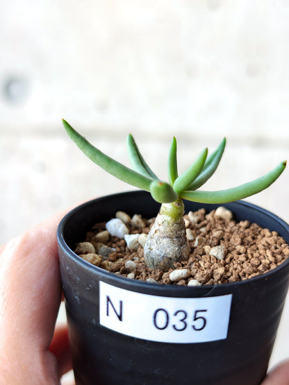 【現品限り】チレコドン・レティキュラータス 万物想 実生【N35】 Tylecodon reticulatus