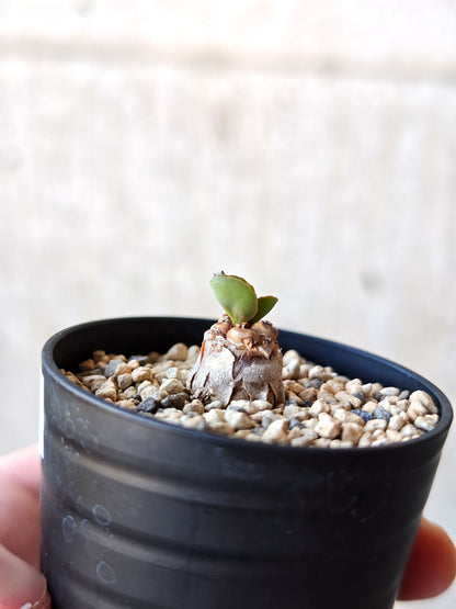 【現品限り】オトンナ・パベルカエ 実生【N37】 Othonna pavelkae