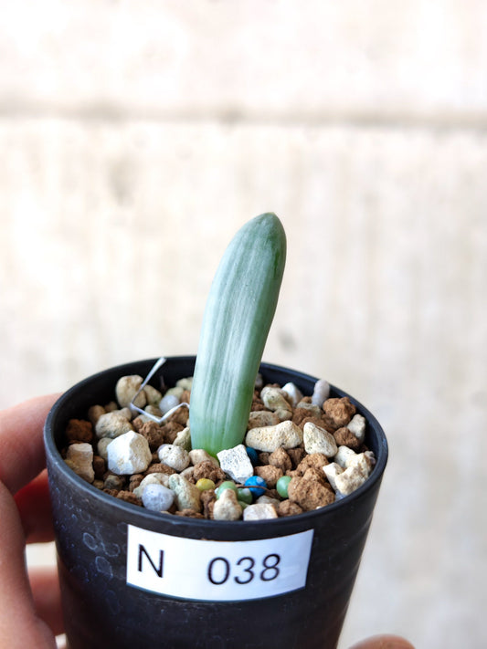 【現品限り】オーニソガラム・ユニフォリアツム 実生【N38】 Ornithogalum unifoliatum