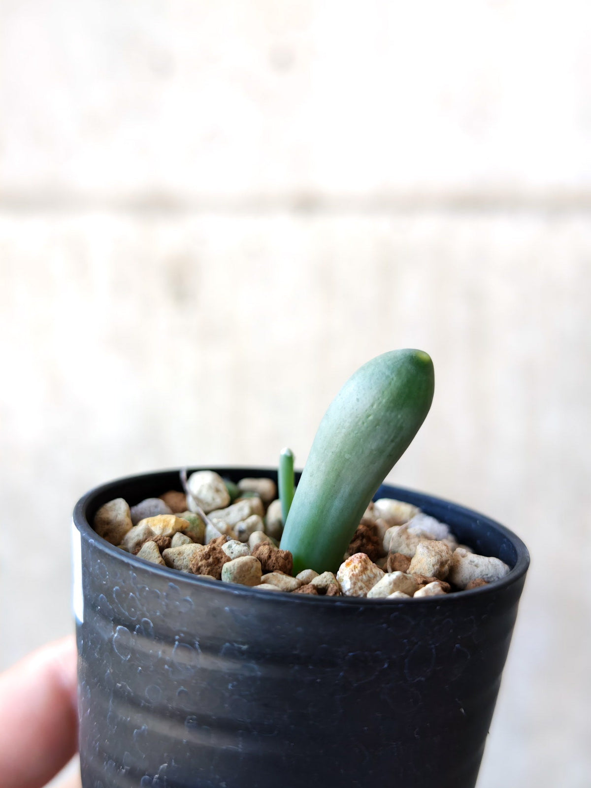【現品限り】オーニソガラム・ユニフォリアツム 実生【N39】 Ornithogalum unifoliatum