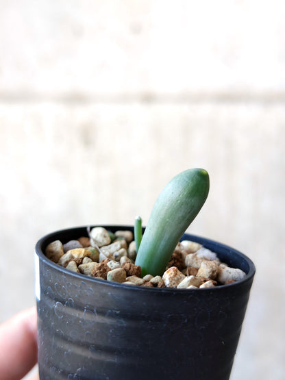 【現品限り】オーニソガラム・ユニフォリアツム 実生【N39】 Ornithogalum unifoliatum