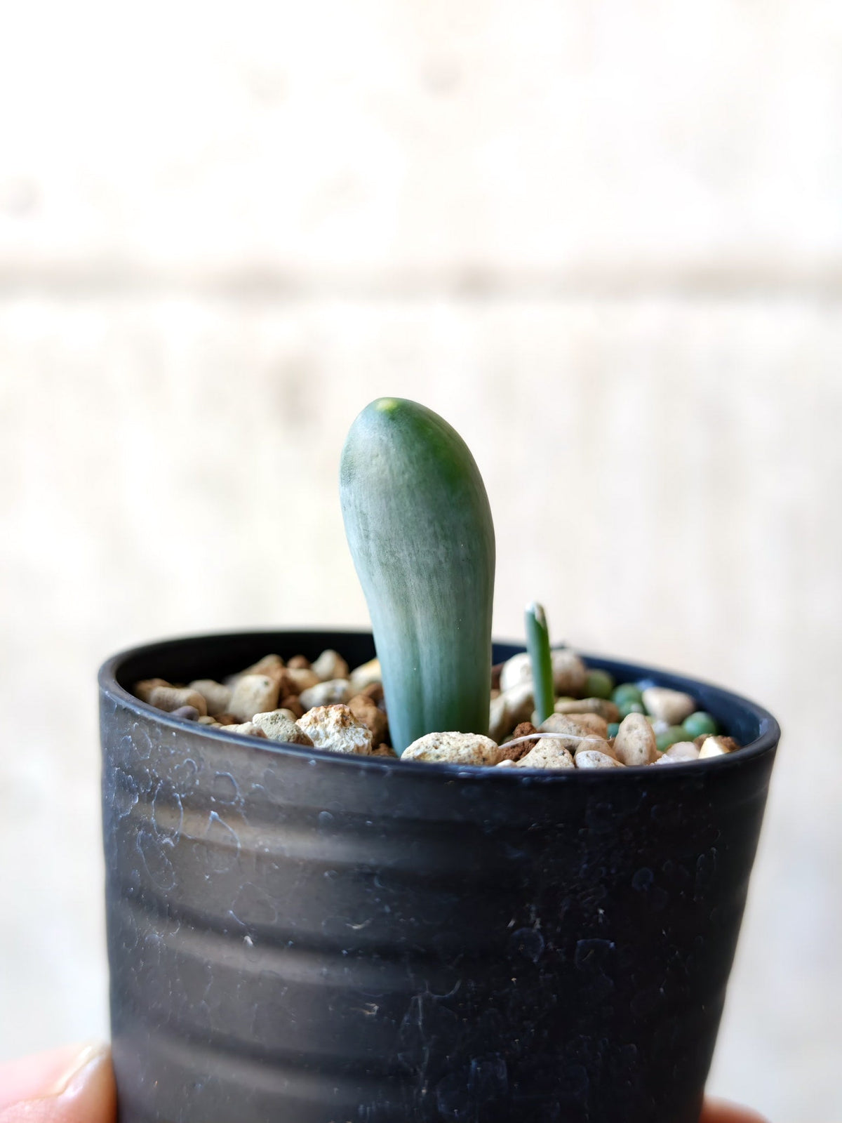 【現品限り】オーニソガラム・ユニフォリアツム 実生【N39】 Ornithogalum unifoliatum