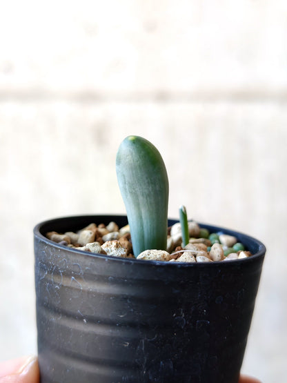 【現品限り】オーニソガラム・ユニフォリアツム 実生【N39】 Ornithogalum unifoliatum