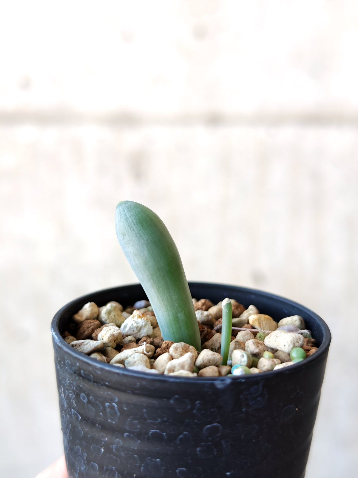 【現品限り】オーニソガラム・ユニフォリアツム 実生【N39】 Ornithogalum unifoliatum