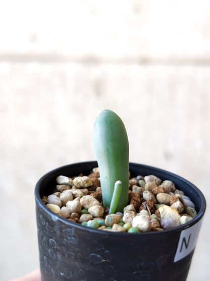 【現品限り】オーニソガラム・ユニフォリアツム 実生【N39】 Ornithogalum unifoliatum