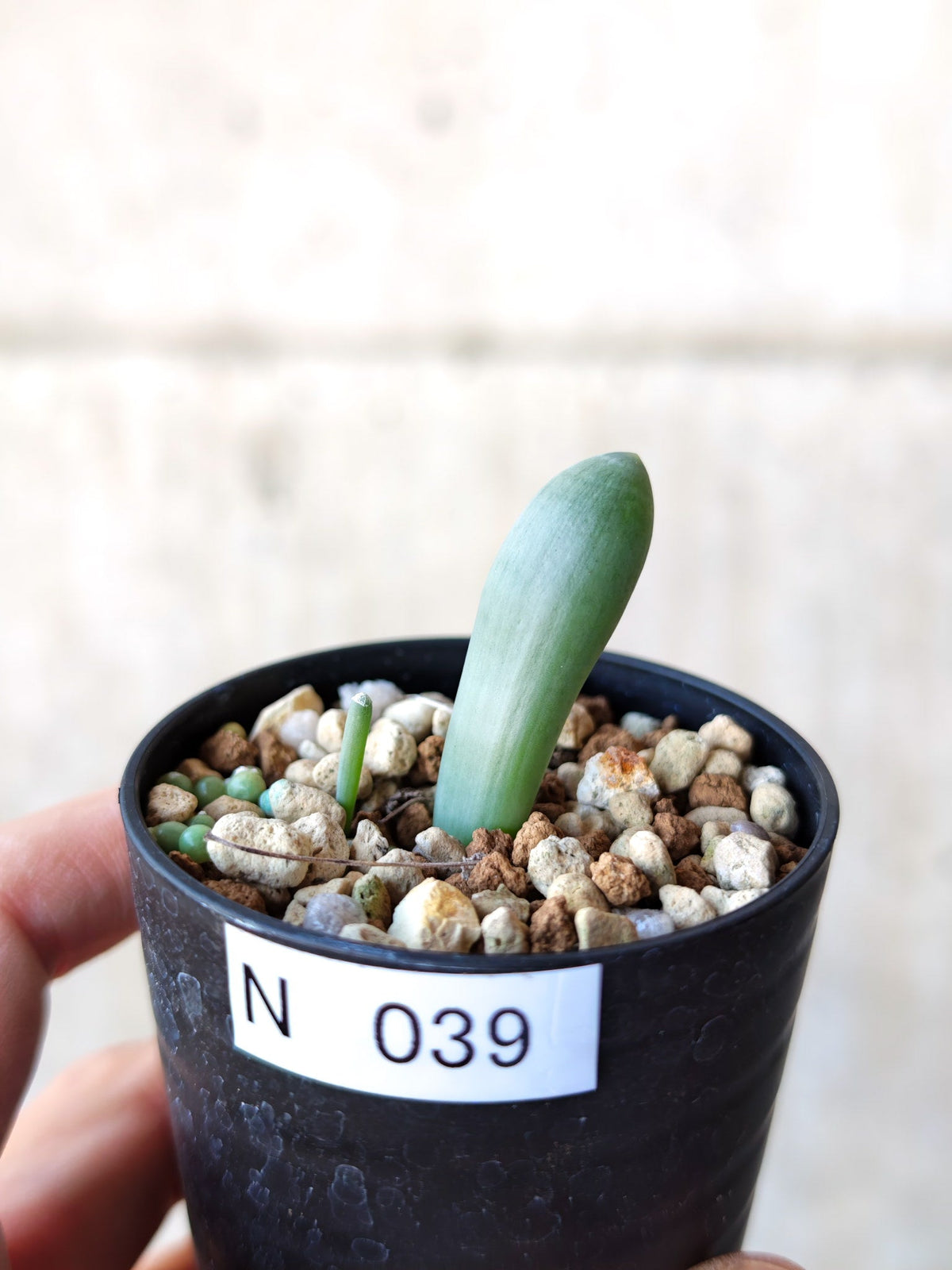 【現品限り】オーニソガラム・ユニフォリアツム 実生【N39】 Ornithogalum unifoliatum
