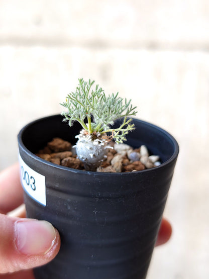 【現品限り】モンソニア・ぺニクリナム 実生【N3】 Monsonia peniculinum