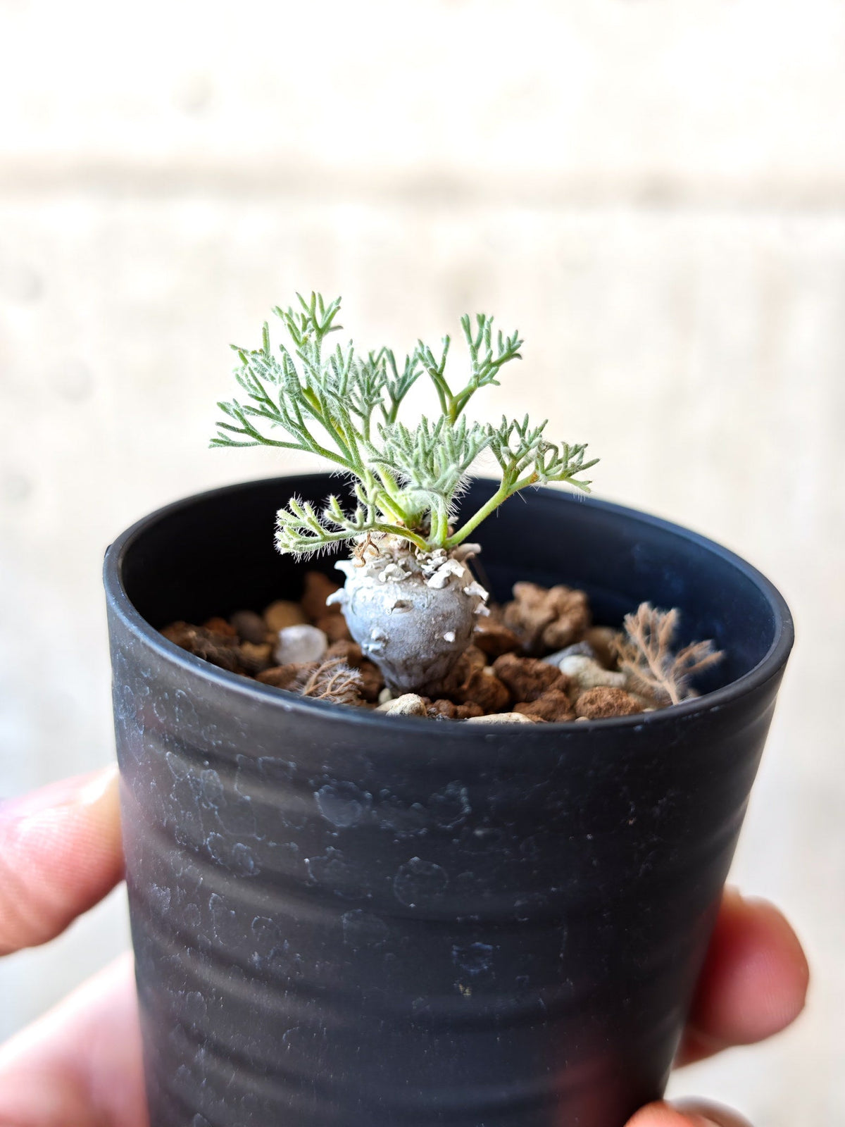 【現品限り】モンソニア・ぺニクリナム 実生【N3】 Monsonia peniculinum