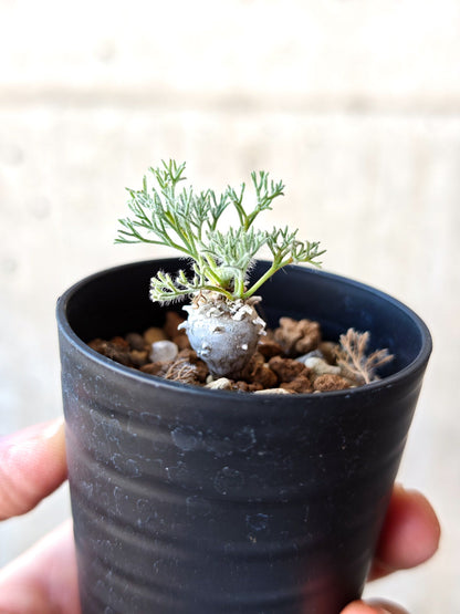 【現品限り】モンソニア・ぺニクリナム 実生【N3】 Monsonia peniculinum