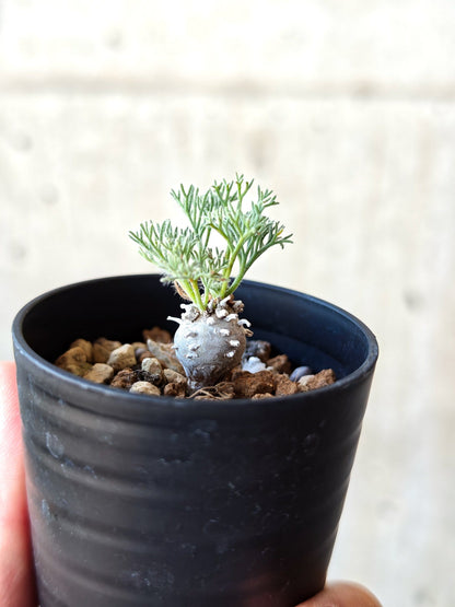 【現品限り】モンソニア・ぺニクリナム 実生【N3】 Monsonia peniculinum