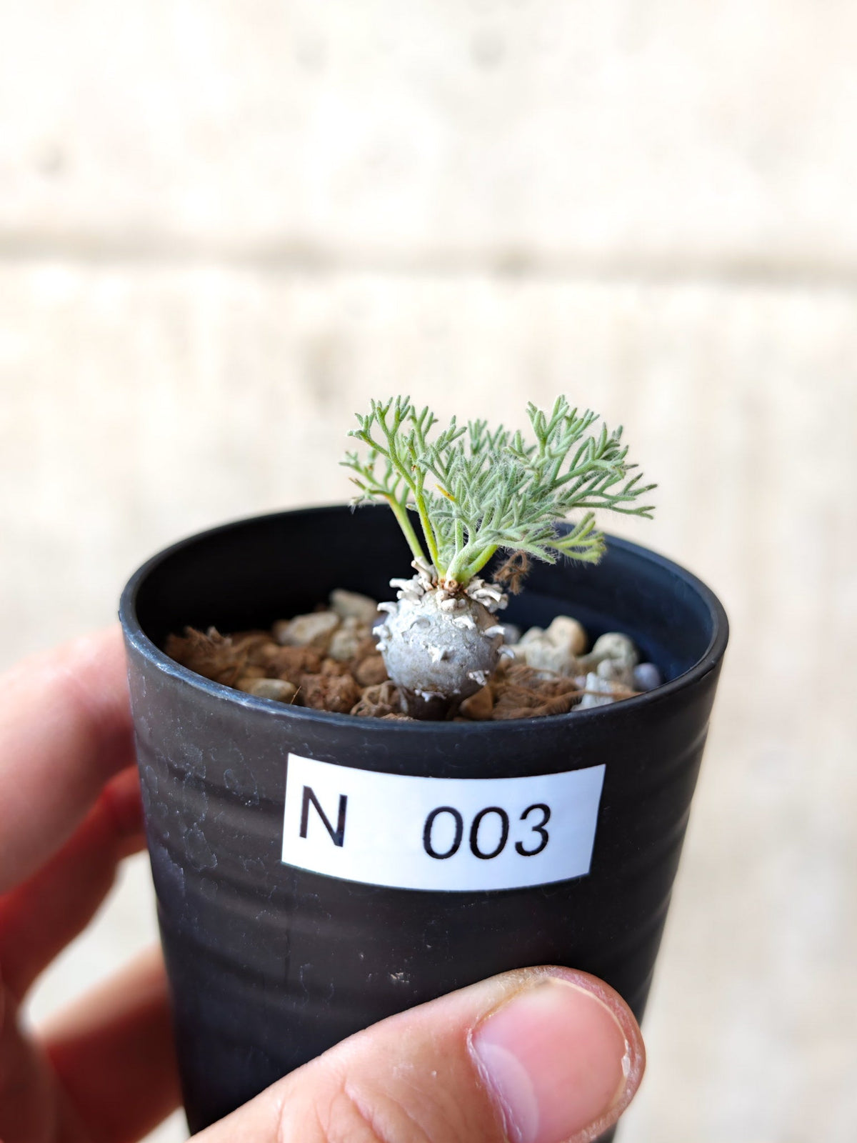 【現品限り】モンソニア・ぺニクリナム 実生【N3】 Monsonia peniculinum