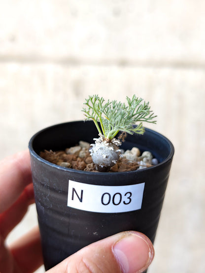 【現品限り】モンソニア・ぺニクリナム 実生【N3】 Monsonia peniculinum