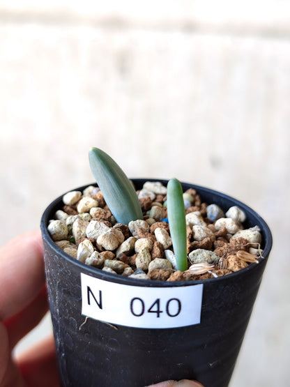 【現品限り】オーニソガラム・ユニフォリアツム 実生【N40】 Ornithogalum unifoliatum