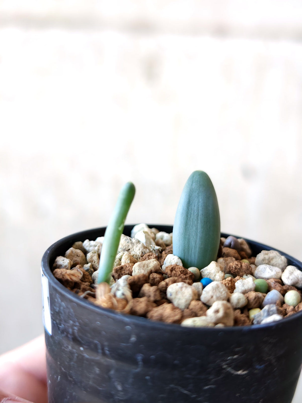 【現品限り】オーニソガラム・ユニフォリアツム 実生【N40】 Ornithogalum unifoliatum