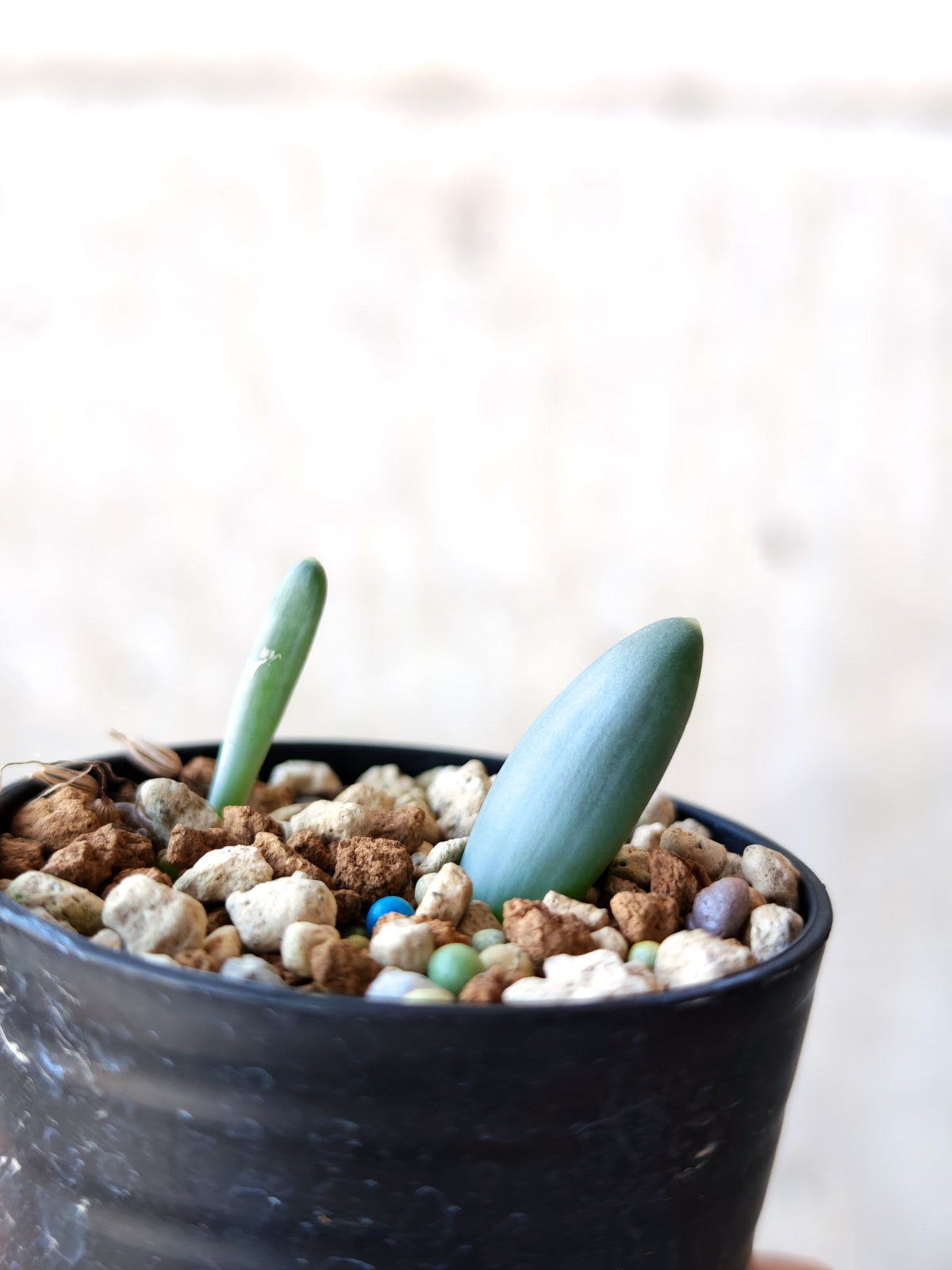 【現品限り】オーニソガラム・ユニフォリアツム 実生【N40】 Ornithogalum unifoliatum