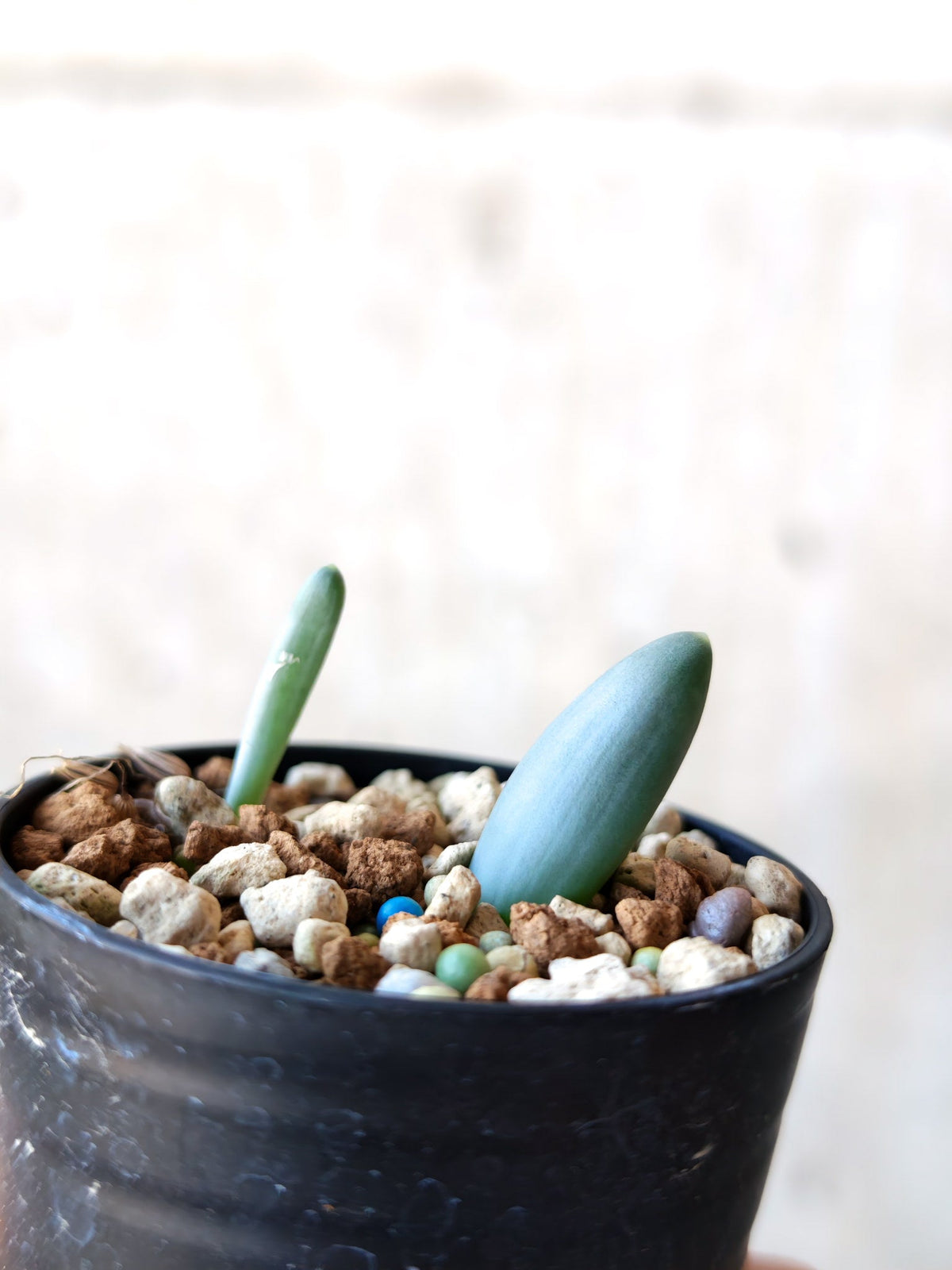【現品限り】オーニソガラム・ユニフォリアツム 実生【N40】 Ornithogalum unifoliatum