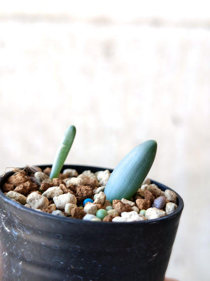 【現品限り】オーニソガラム・ユニフォリアツム 実生【N40】 Ornithogalum unifoliatum