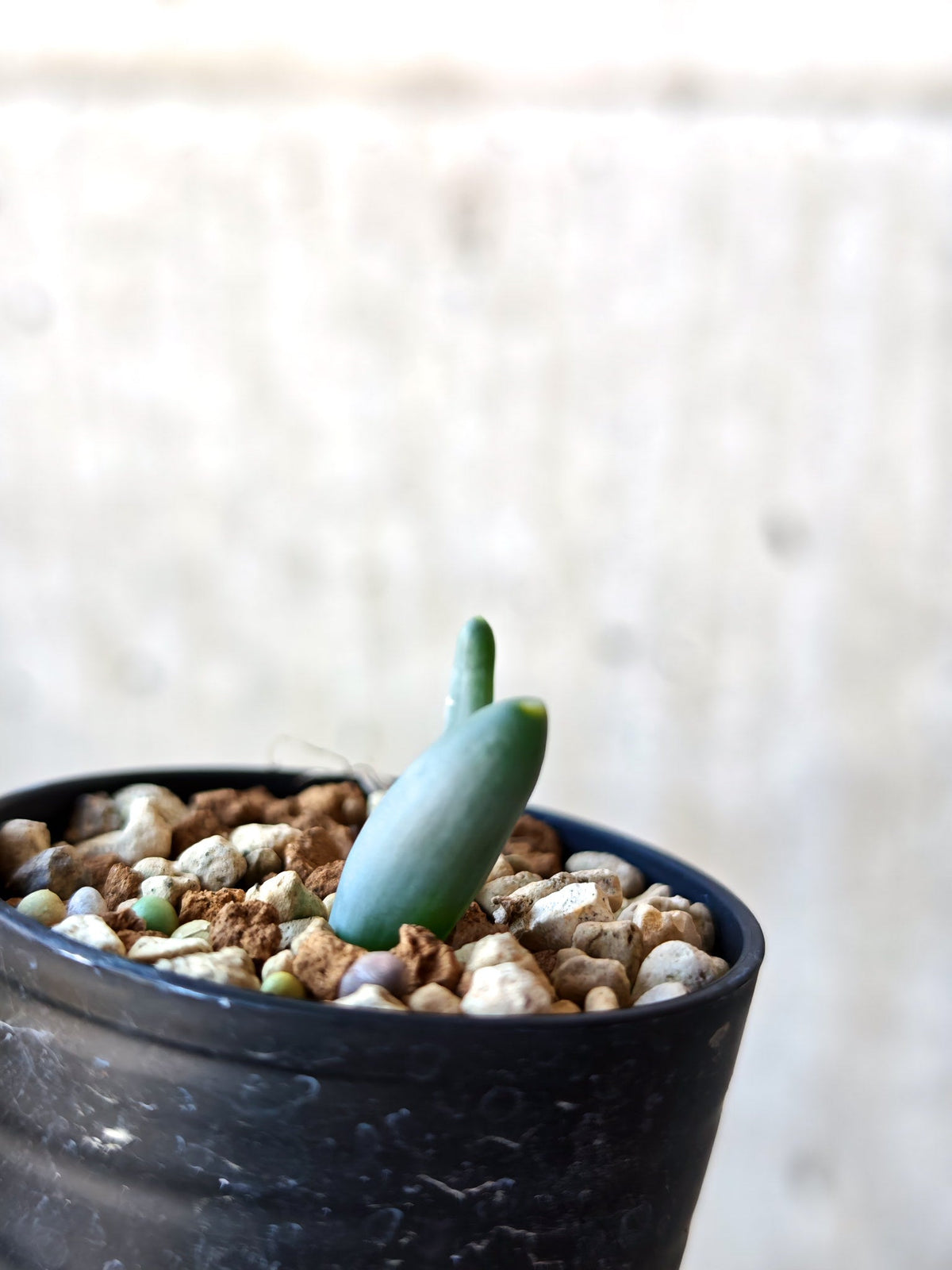 【現品限り】オーニソガラム・ユニフォリアツム 実生【N40】 Ornithogalum unifoliatum