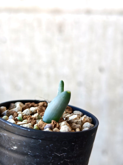 【現品限り】オーニソガラム・ユニフォリアツム 実生【N40】 Ornithogalum unifoliatum