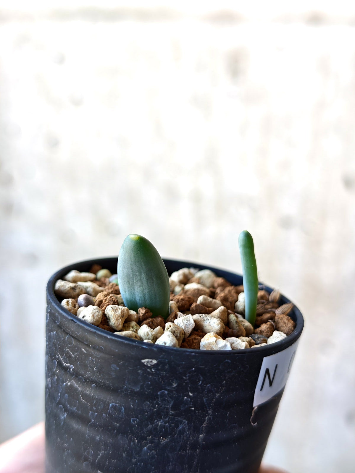 【現品限り】オーニソガラム・ユニフォリアツム 実生【N40】 Ornithogalum unifoliatum