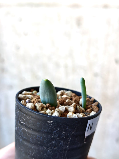 【現品限り】オーニソガラム・ユニフォリアツム 実生【N40】 Ornithogalum unifoliatum