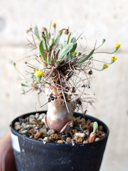 【現品限り】オトンナ・ユーフォルビオイデス 実生 6年【N41】 Othonna euphorbioides
