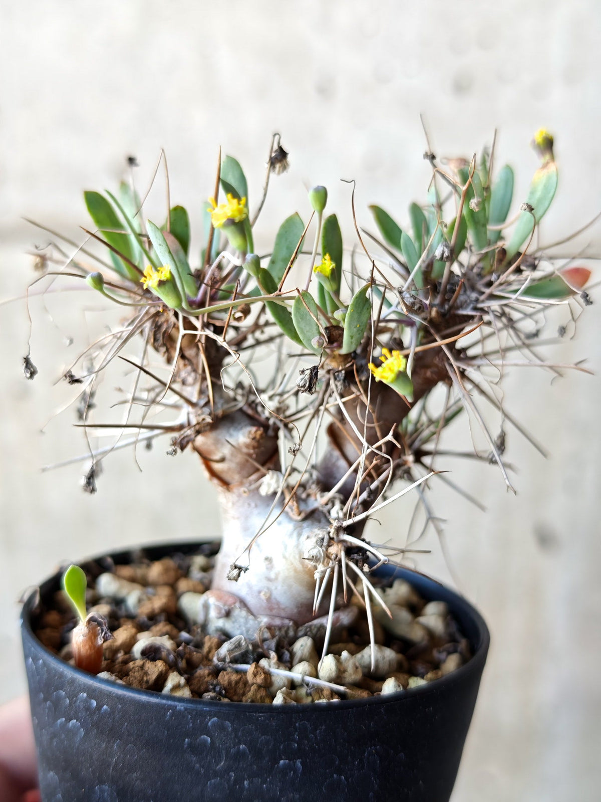 【現品限り】オトンナ・ユーフォルビオイデス 実生 6年【N41】 Othonna euphorbioides