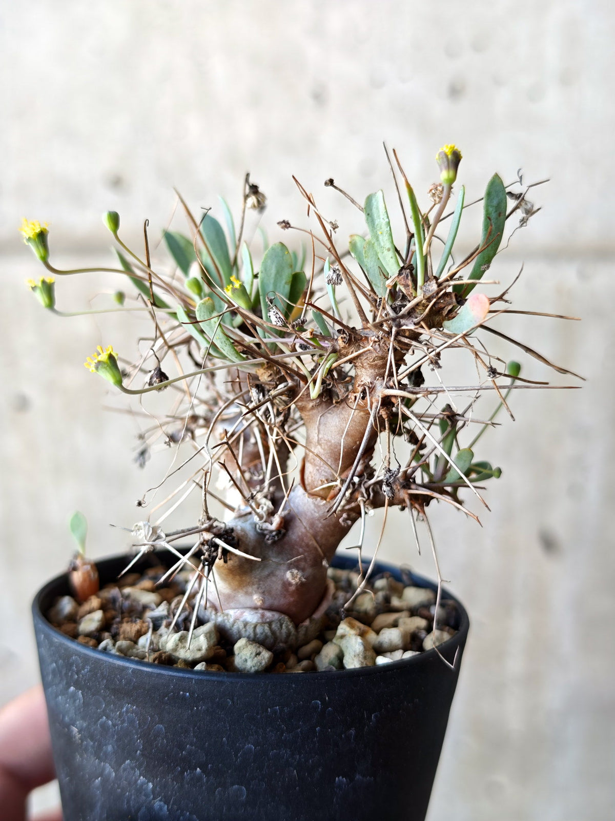 【現品限り】オトンナ・ユーフォルビオイデス 実生 6年【N41】 Othonna euphorbioides