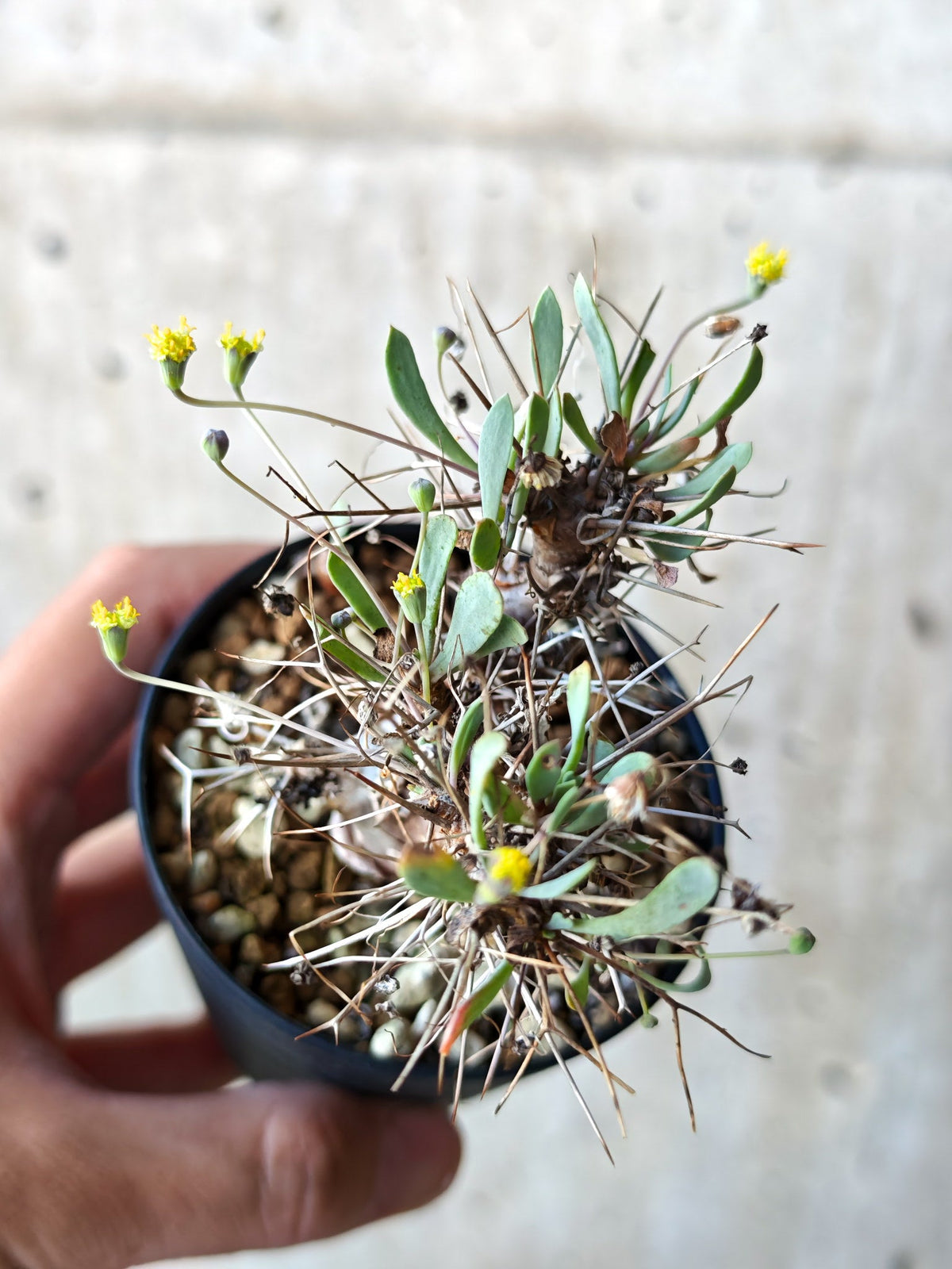 【現品限り】オトンナ・ユーフォルビオイデス 実生 6年【N41】 Othonna euphorbioides