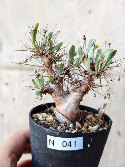 【現品限り】オトンナ・ユーフォルビオイデス 実生 6年【N41】 Othonna euphorbioides
