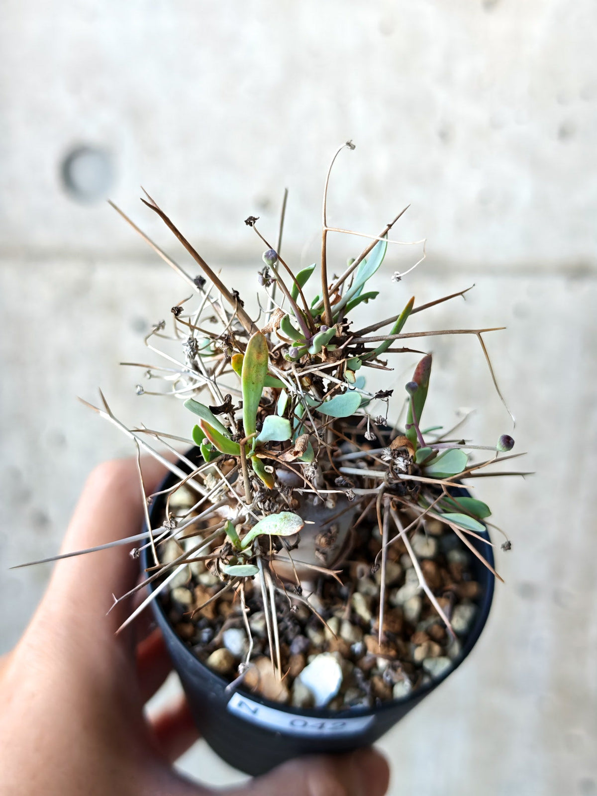 【現品限り】オトンナ・ユーフォルビオイデス 実生 6年【N42】 Othonna euphorbioides