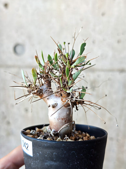 【現品限り】オトンナ・ユーフォルビオイデス 実生 6年【N42】 Othonna euphorbioides