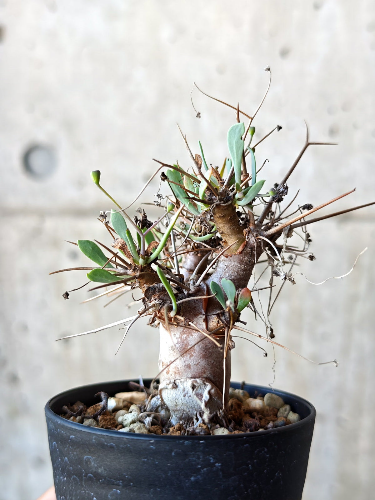 【現品限り】オトンナ・ユーフォルビオイデス 実生 6年【N42】 Othonna euphorbioides