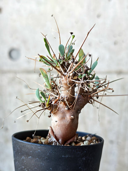 【現品限り】オトンナ・ユーフォルビオイデス 実生 6年【N42】 Othonna euphorbioides