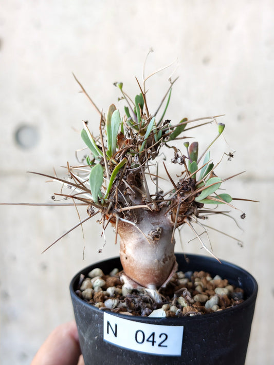 【現品限り】オトンナ・ユーフォルビオイデス 実生 6年【N42】 Othonna euphorbioides