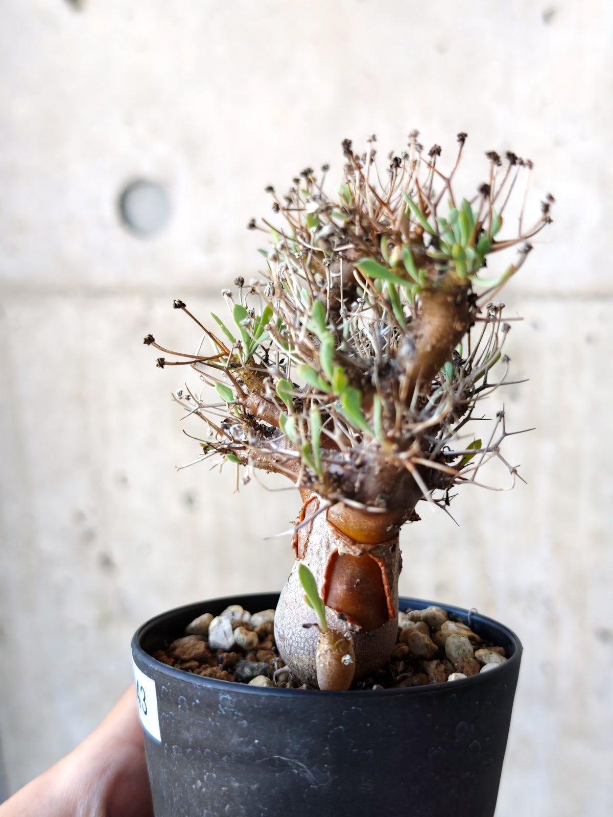 【現品限り】オトンナ・ユーフォルビオイデス 実生 6年【N43】 Othonna euphorbioides