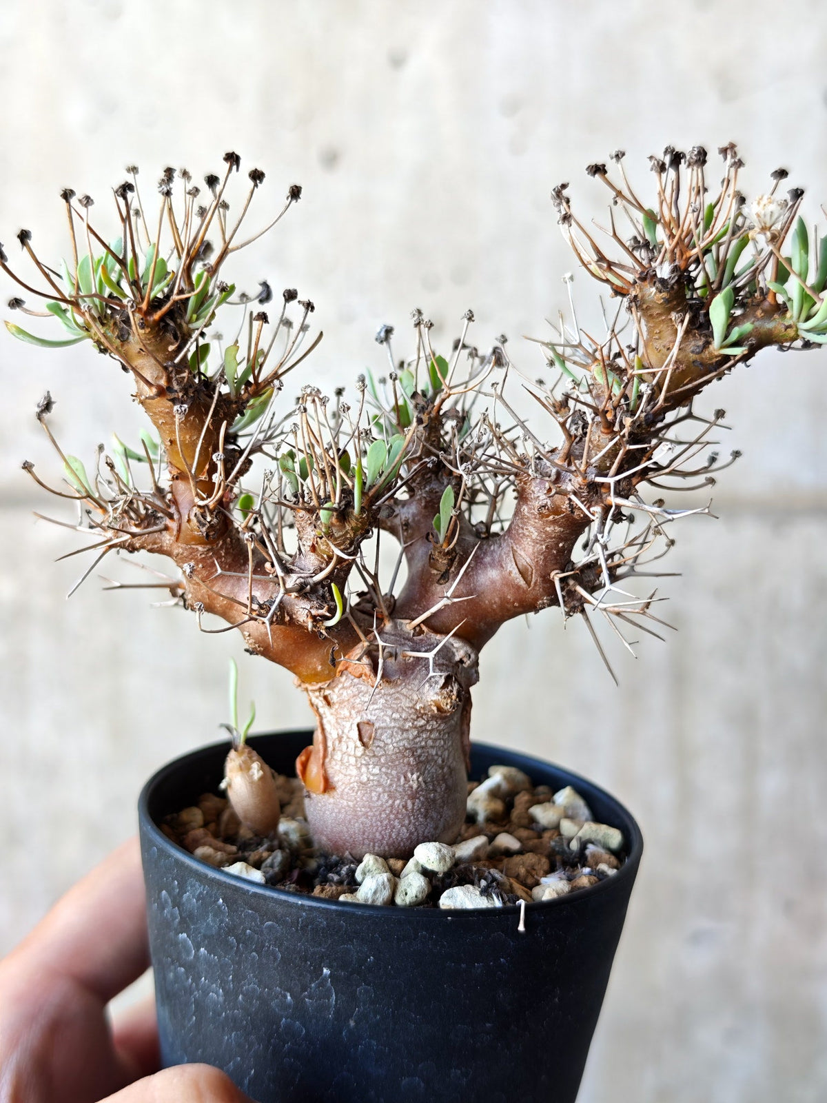 【現品限り】オトンナ・ユーフォルビオイデス 実生 6年【N43】 Othonna euphorbioides