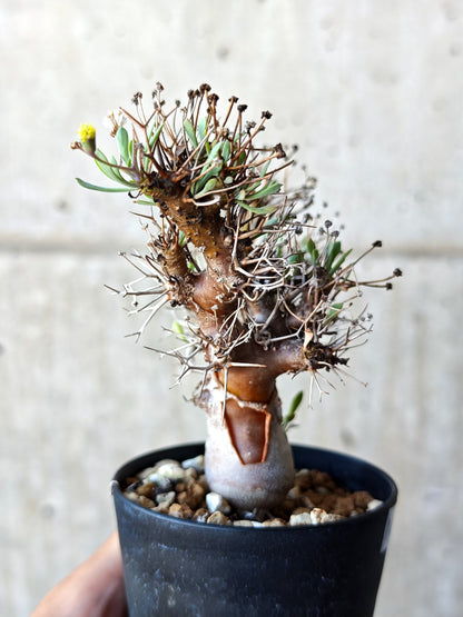 【現品限り】オトンナ・ユーフォルビオイデス 実生 6年【N43】 Othonna euphorbioides
