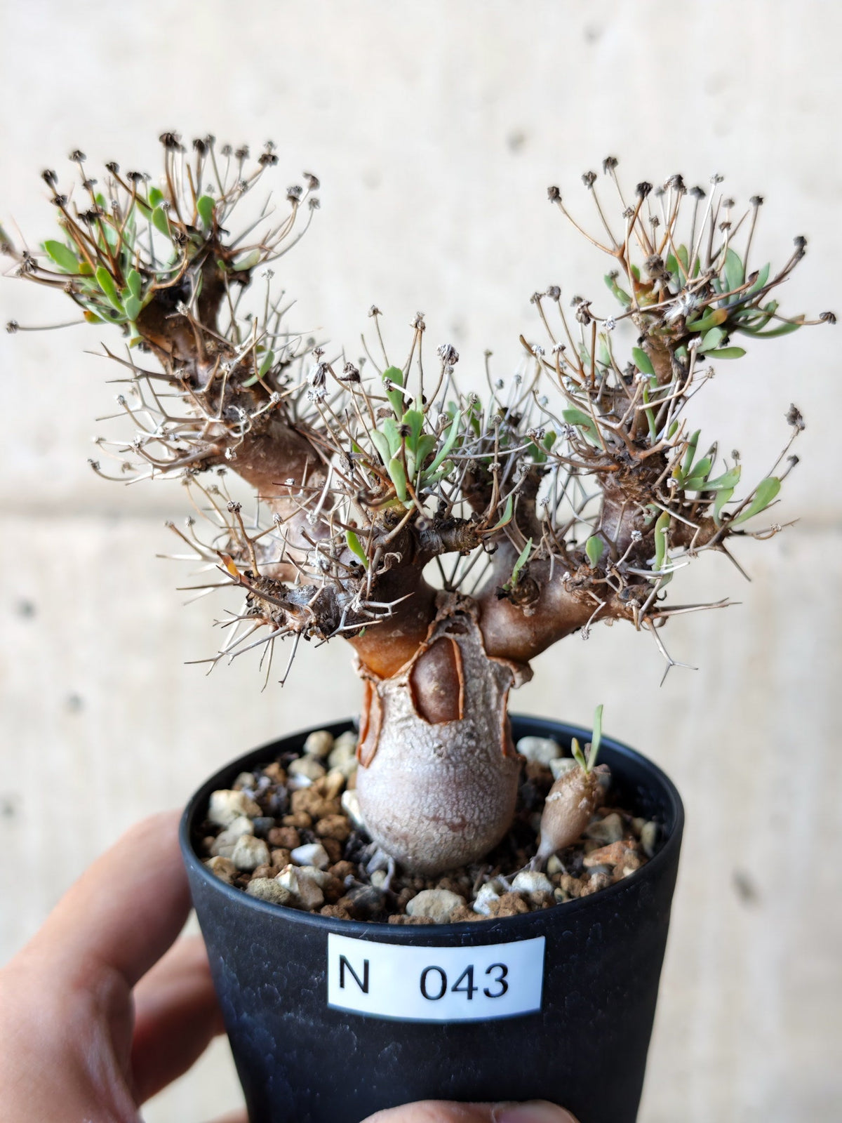 【現品限り】オトンナ・ユーフォルビオイデス 実生 6年【N43】 Othonna euphorbioides