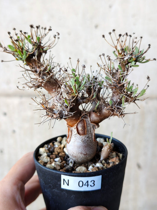 【現品限り】オトンナ・ユーフォルビオイデス 実生 6年【N43】 Othonna euphorbioides