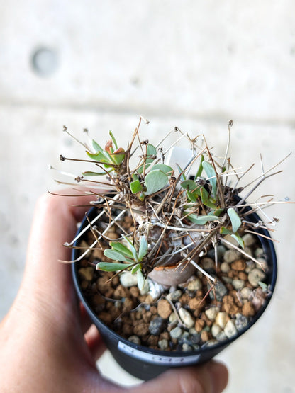 【現品限り】オトンナ・ユーフォルビオイデス 実生 6年【N44】 Othonna euphorbioides