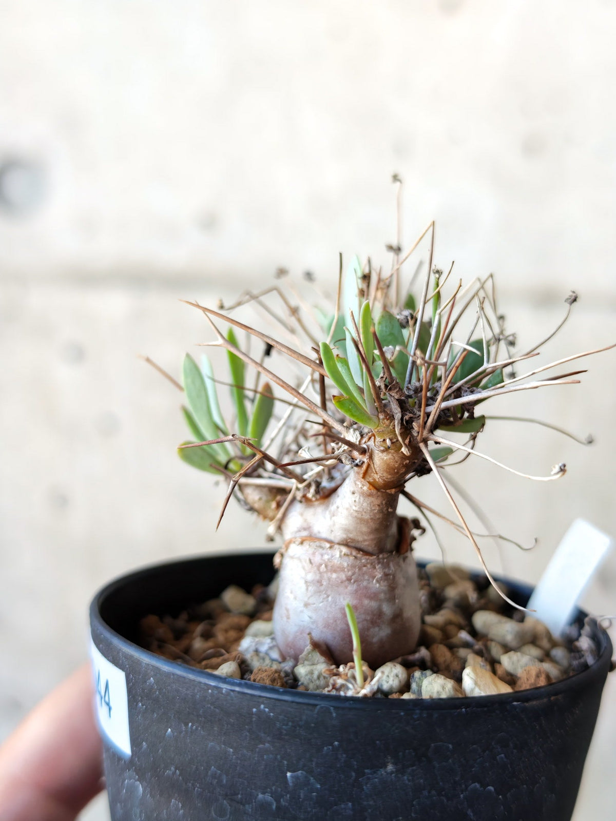 【現品限り】オトンナ・ユーフォルビオイデス 実生 6年【N44】 Othonna euphorbioides
