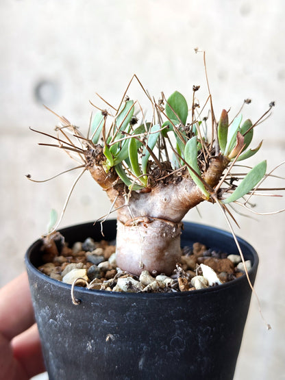 【現品限り】オトンナ・ユーフォルビオイデス 実生 6年【N44】 Othonna euphorbioides