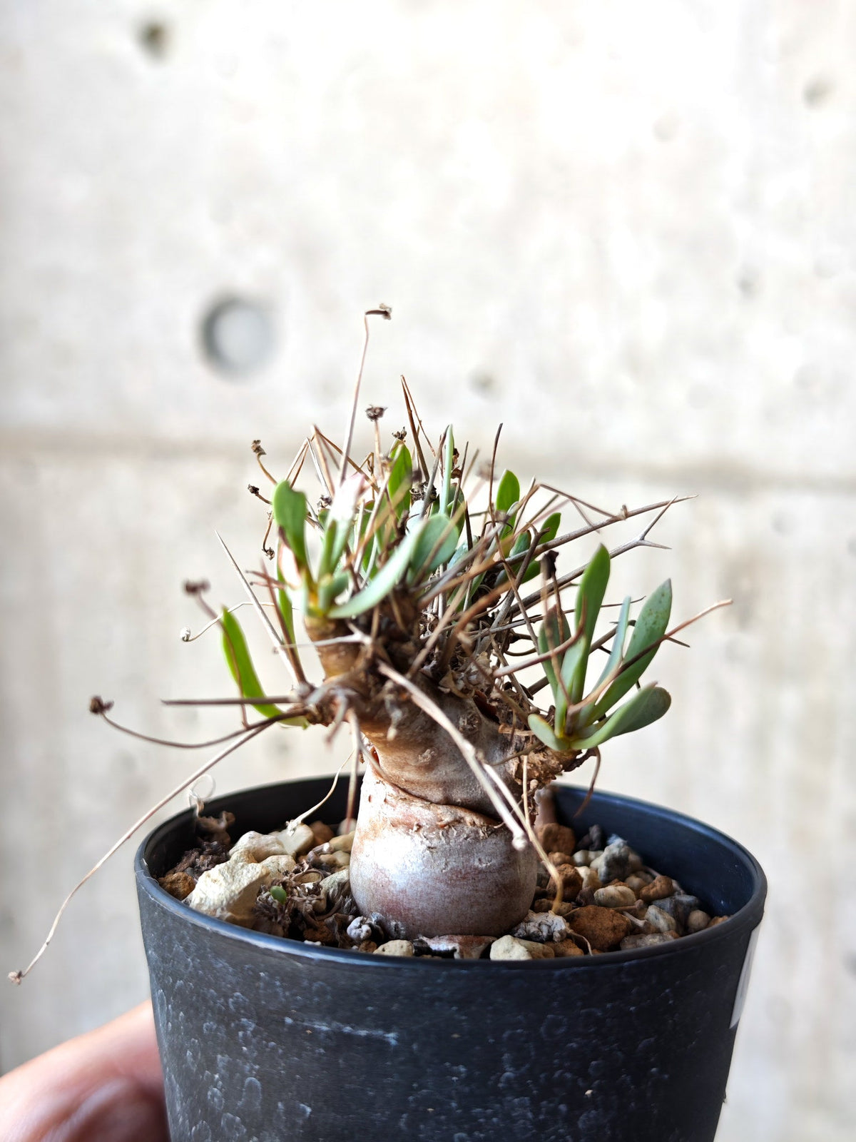 【現品限り】オトンナ・ユーフォルビオイデス 実生 6年【N44】 Othonna euphorbioides