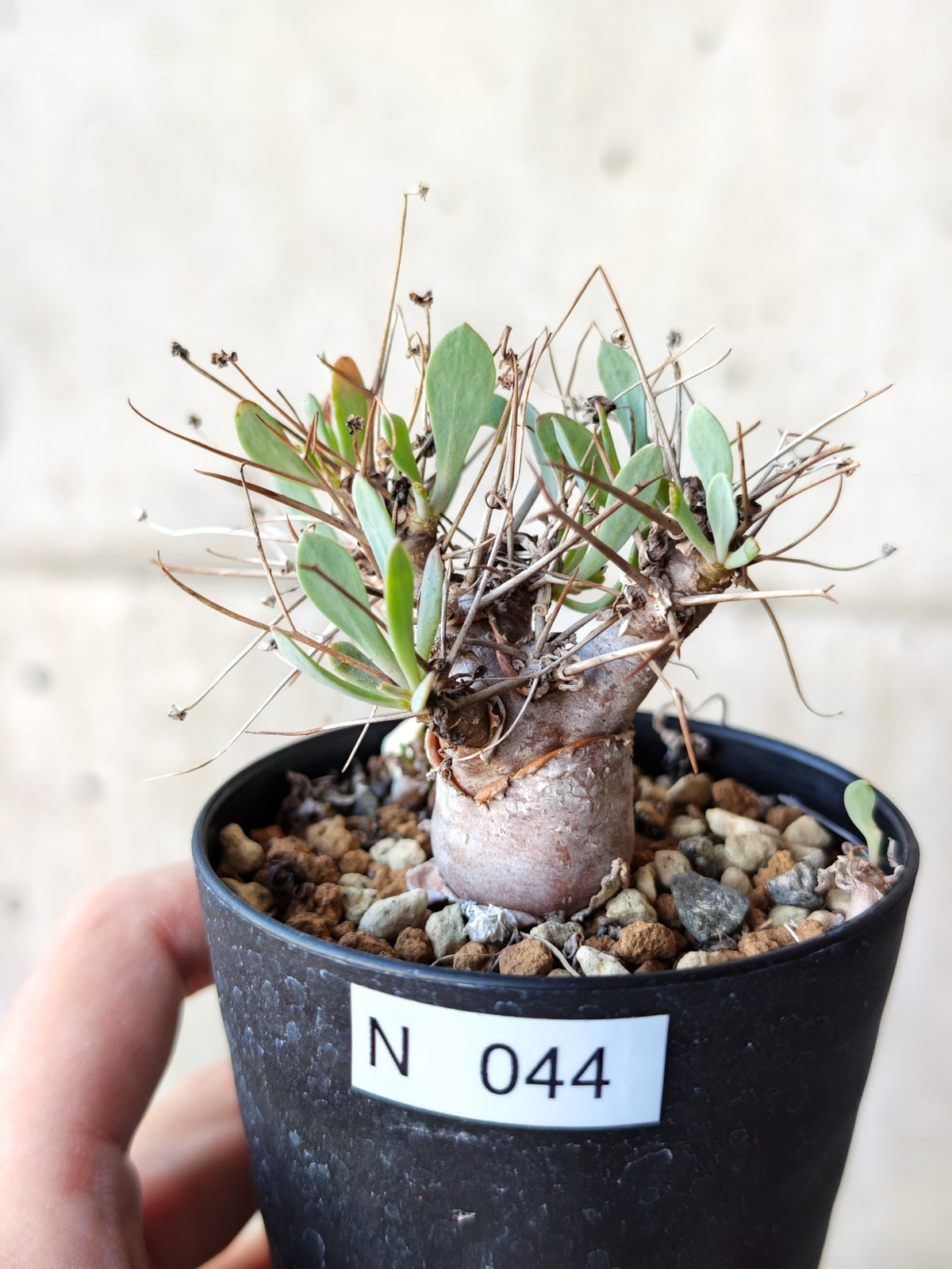 【現品限り】オトンナ・ユーフォルビオイデス 実生 6年【N44】 Othonna euphorbioides