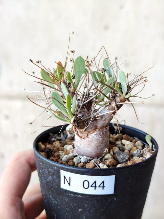 【現品限り】オトンナ・ユーフォルビオイデス 実生 6年【N44】 Othonna euphorbioides